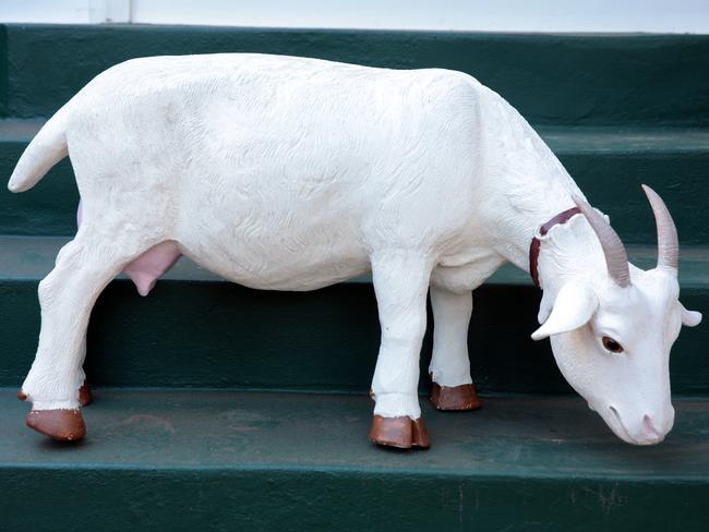 Goat: This goat lives in our garden. The house is one quite a big plot of land and the garden is shared.
