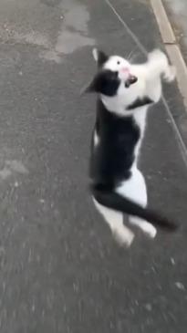 Cat follows dog on daily walk