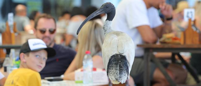 This ibis is patiently waiting for someone to take their eye off their plate. Picture Glenn Hampson