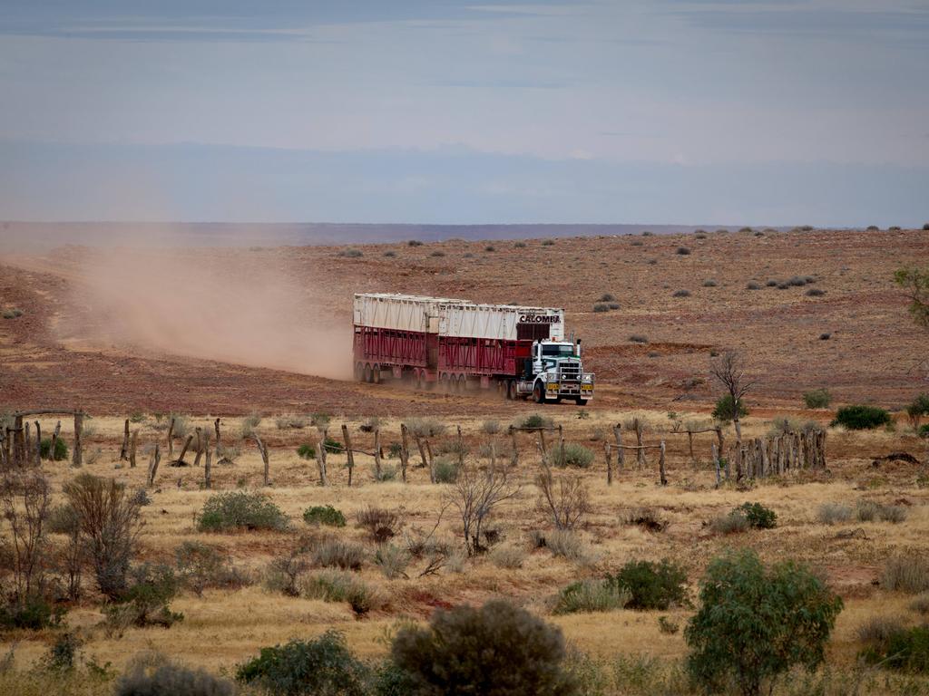 Mustering at Macumba Station, Oodnadatta. Picture: Matt Turner.