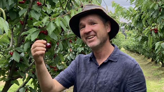 Gardening guru Tino Carnevale with cherries at the orchard he manages at Port Arthur. For TasWeekend. Picture: Joi Heald