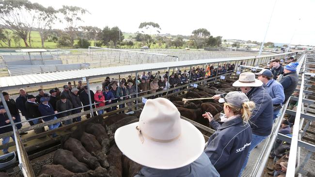 The Warrnambool saleyards are desperately in need of structural upgrades to remain viable. Picture: Andy Rogers
