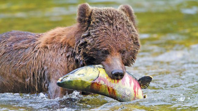 An energetic young bear fishes alone in the fast moving rapids, selectively biting the fattiest chunks out of salmon (the belly and skin) while tossing aside the rest. Picture: Great Bear Lodge.