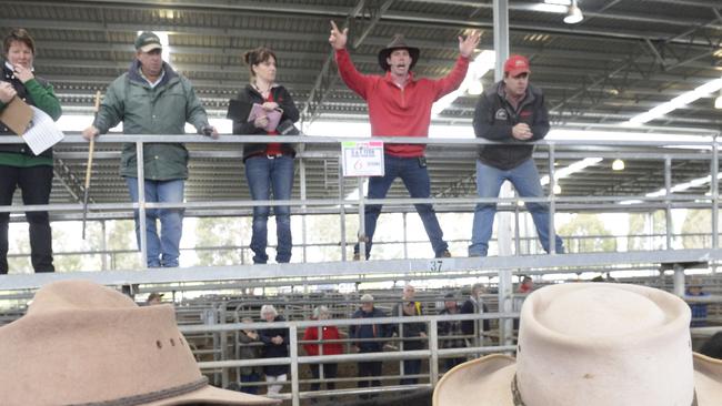 Ryan Sargeant takes the bids at the Yea cattle sale.