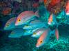 Revealed: how the Reef is really doing