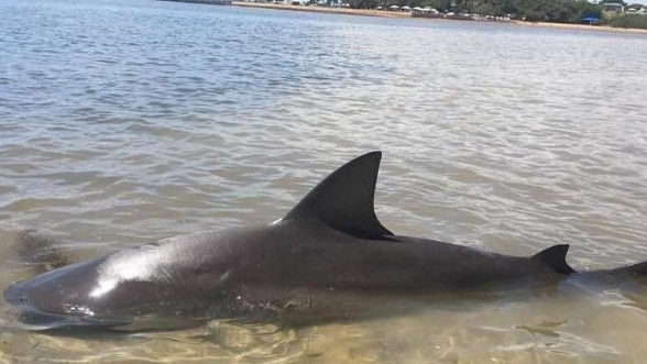 A bull shark on the bayside. Image: Contributed