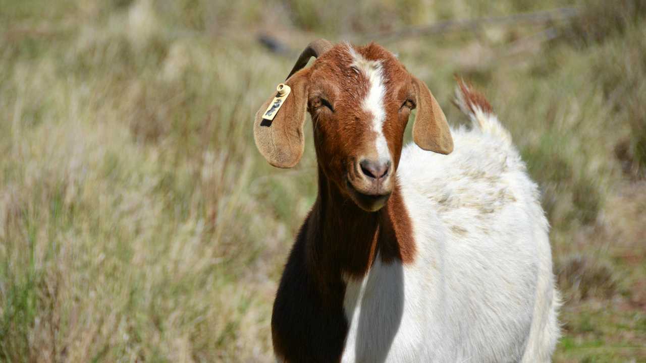 NEW FOOD: The goatmeat industry is set to achieve key targets. Picture: Keagan Elder