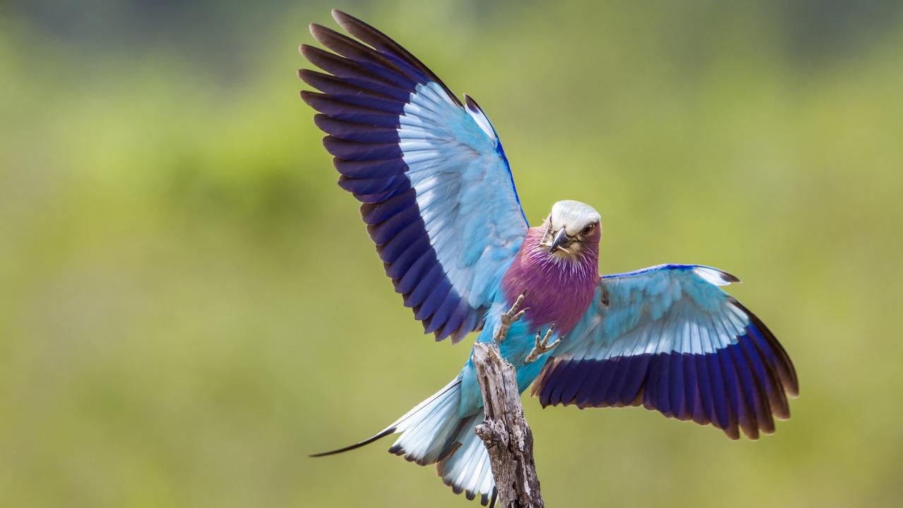 flying people with wings