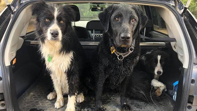 Tassie's Pawfect Pairs | Sam McCambridge: Leo, Elsa and Indi