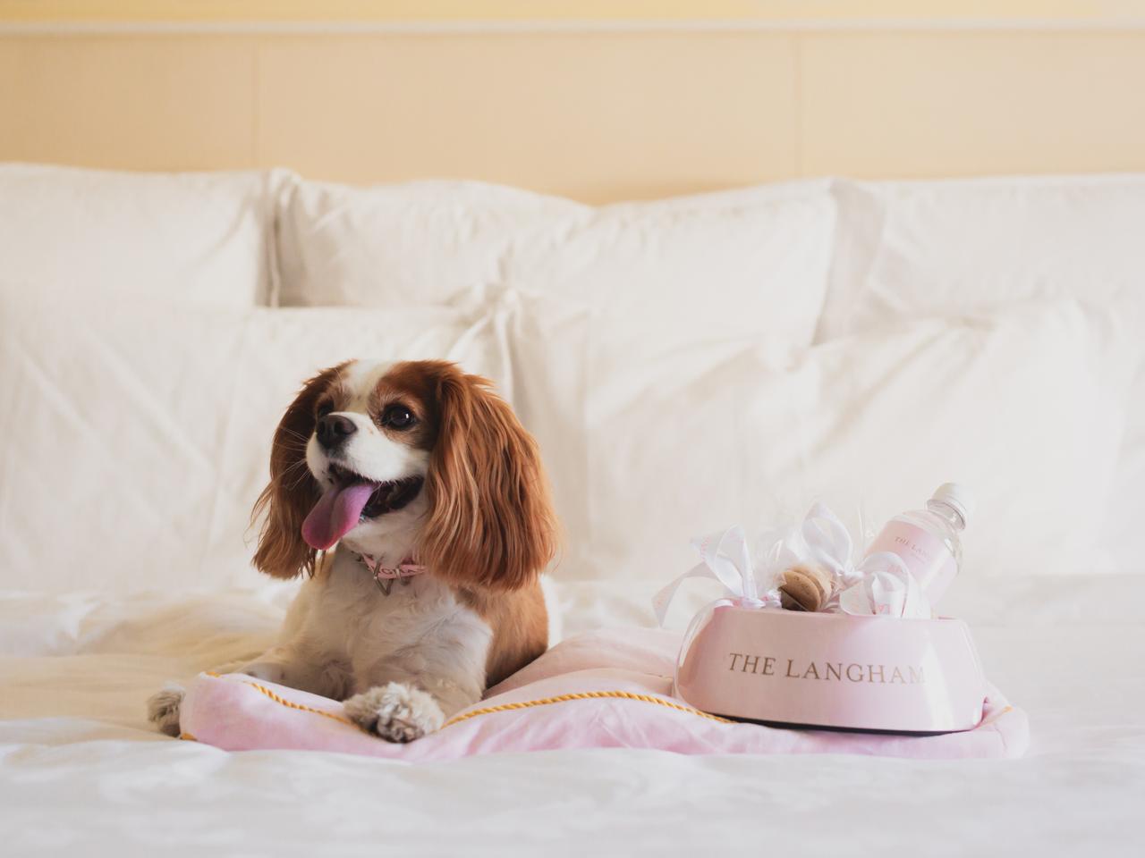 A dog at The Langham luxury hotel, Sydney.