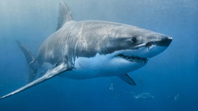 A Great White Shark has been sited this morning at Haunted Bay, Maria Island.  PIC: SUPPLIED - GENERIC.