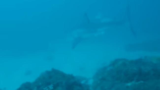 Gold Coast diver has close encounter with great white shark near Byron ...