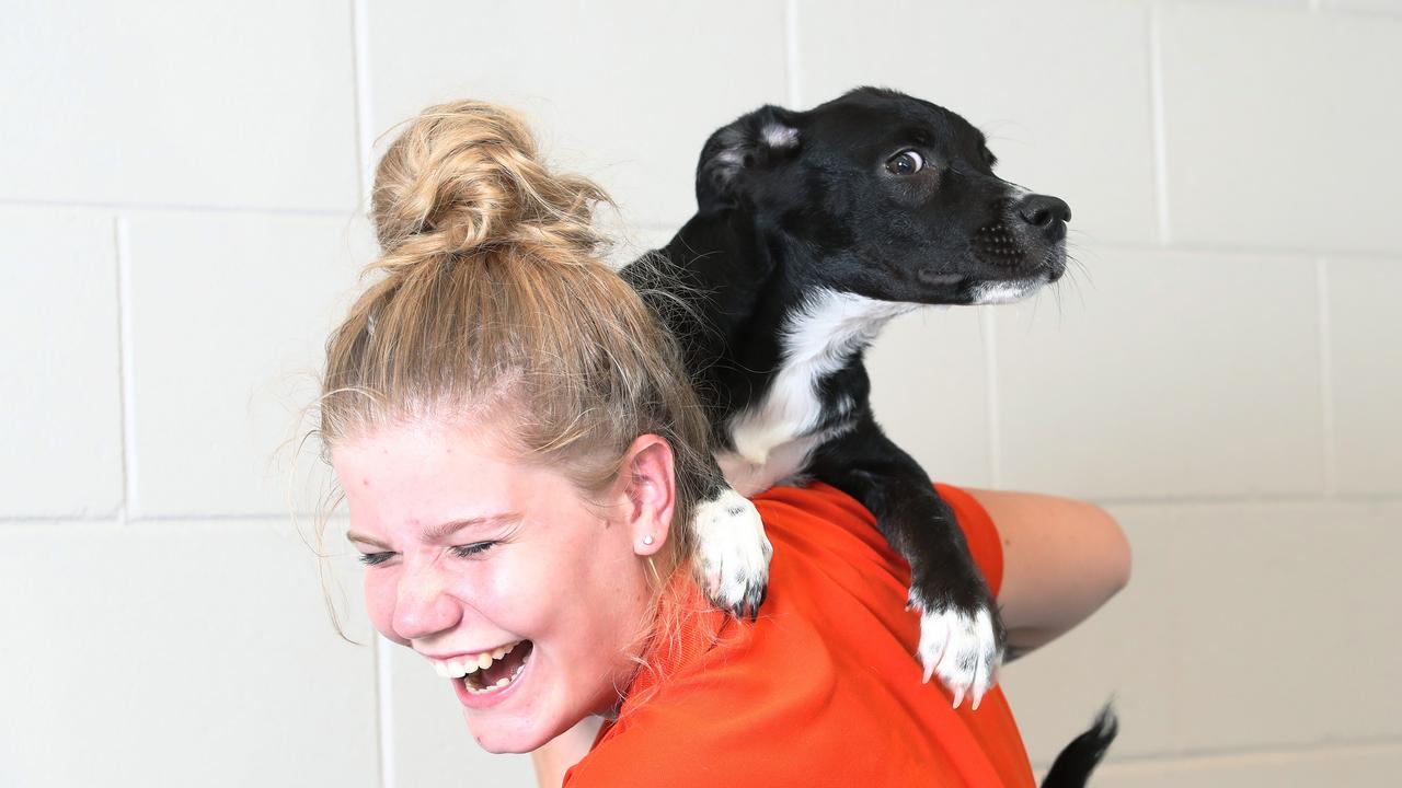 RSPCA Animal Cruelty Stats Reveal Far North’s Worst Offending Suburb ...