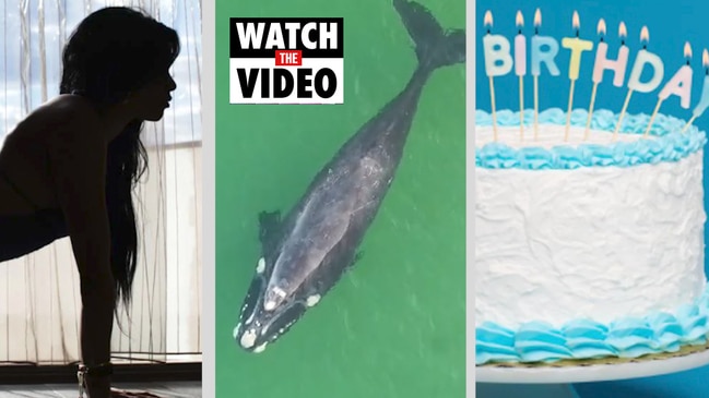 Whales, birthday KFC and sex workers COVID fines