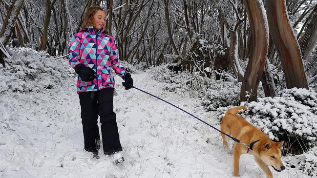 Walking with dingoes in Mt Baw Baw. Picture: Visit Victoria