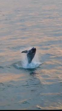 Incredible moment whale calf breaches the water