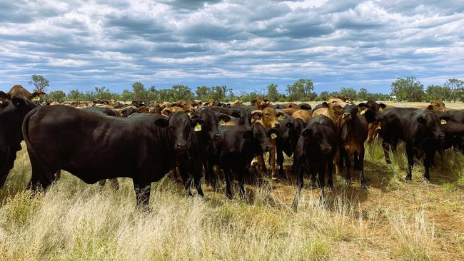 About 13,000 cattle, which have benefited from a focus on genetic optimisation, are being offered as part of the SLM Pastoral Portfolio sale.