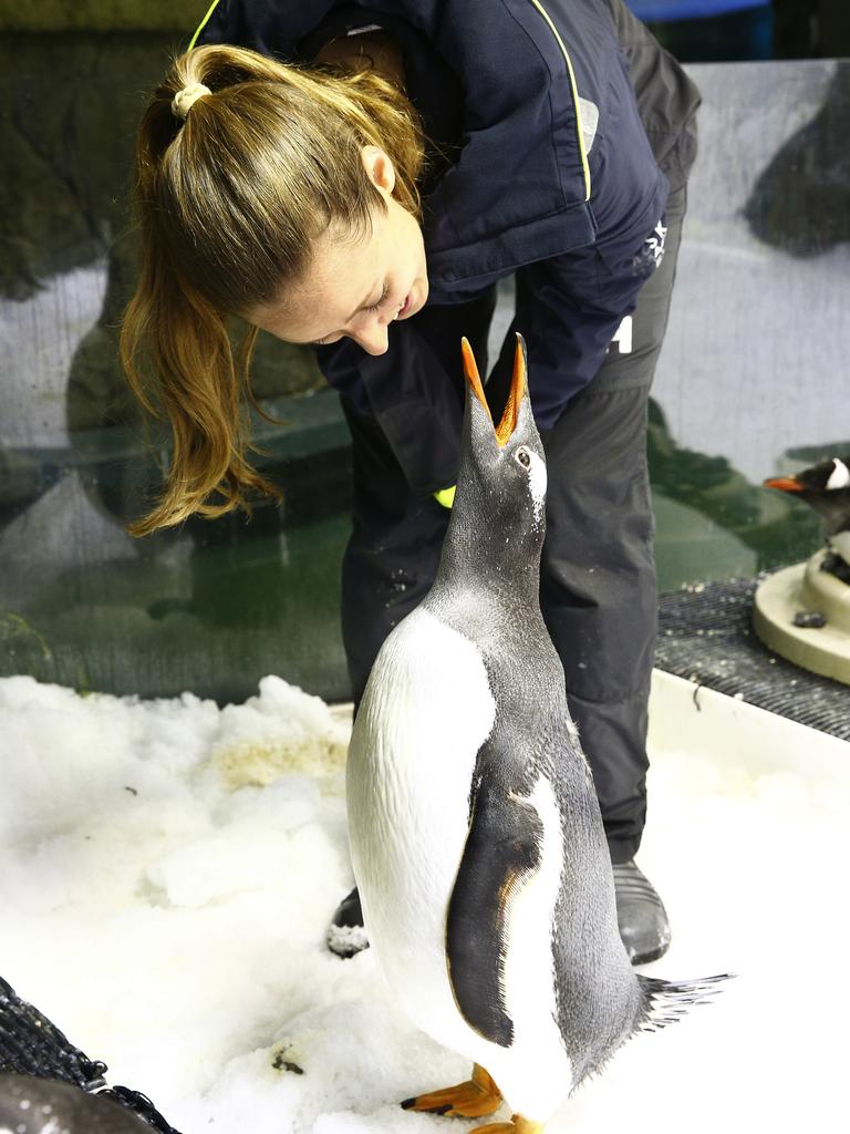 Penguin Trainer Laurie Keller with a Gentoo Penguin. Picture: John Appleyard