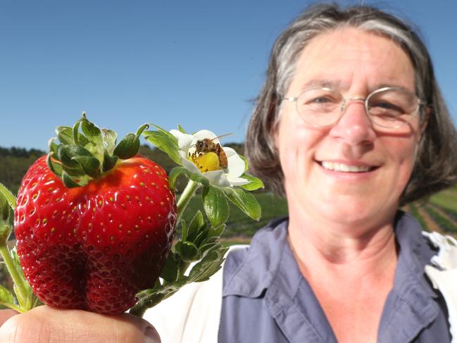 Dr Katja Hogendoorn, University of Adelaide. Picture: Tait Schmaal