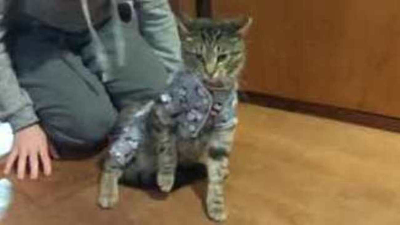 Things Aren't Quite the 'Cat's Pyjamas' For This Feline