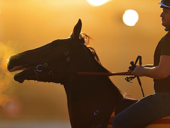 SYDNEY, AUSTRALIA - OCTOBER 15: Steam comes out of a horse during a trackwork session ahead of The Everest at Royal Randwick Racecourse on October 15, 2020 in Sydney, Australia. (Photo by Mark Evans/Getty Images)