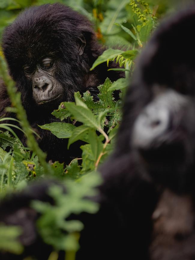 Mother and baby gorilla. Picture: Andrew Urwin