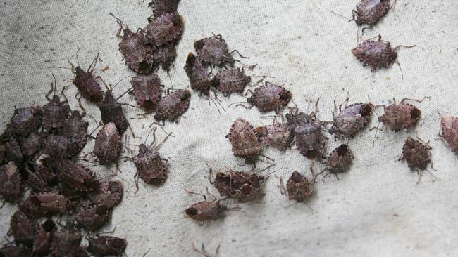 The bugs have unique ‘marmorated’ markings but can be difficult to detect and kill. Picture: iStock.