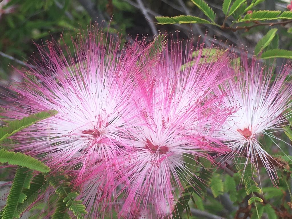 Pink Blooming Beauties For July Neil Fisher S Winter Pick The Courier Mail