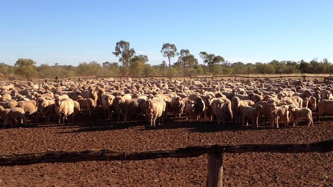 The family sheep property at Bourke. Pic: Supplied