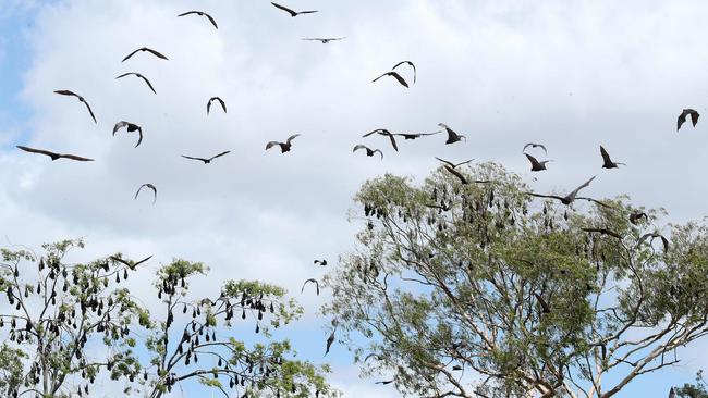 The Lissner Park bat colony in Charters Towers. Photographer: Liam Kidston