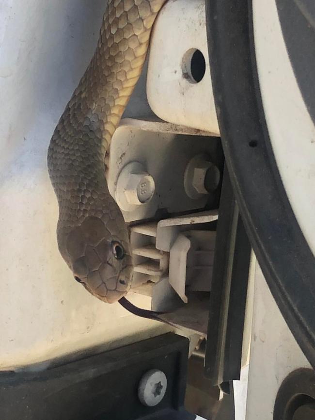 A deadly Eastern Brown in the cab of a work ute in Elliot Springs between Townsville City and the Burdekin earlier this year. Picture: Chapel Pest Control and Snake Take Away