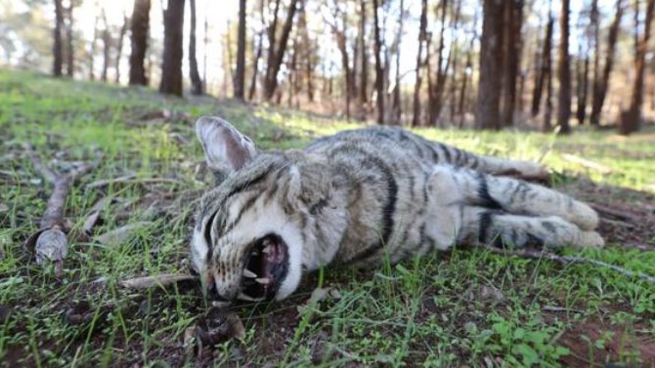 A baited feral cat found in the Flinders Ranges, SA. Picture: Tait Schmaal