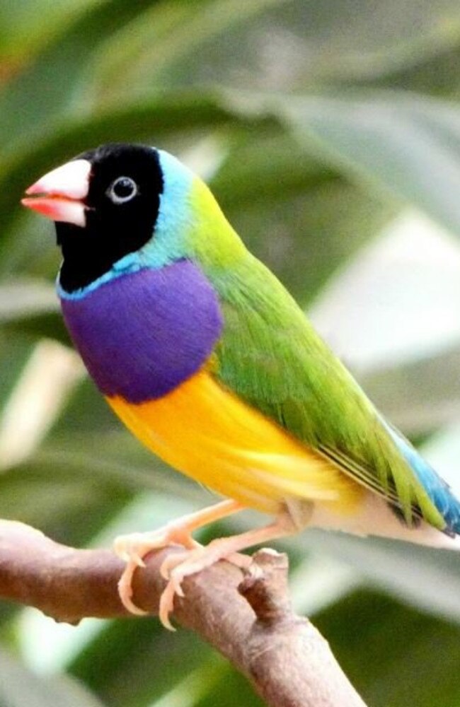 The revised Defence Housing Austrlaia plan includes greater protections for the Gouldian finch.