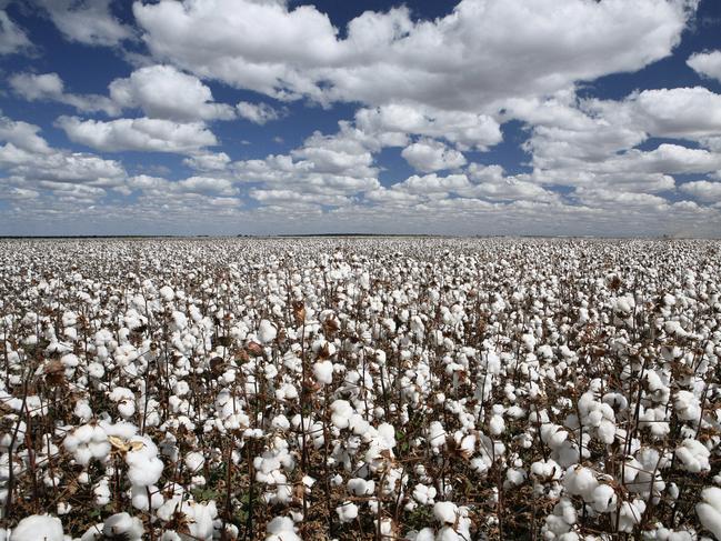 cotton plantation in contrast with blue sky and clouds