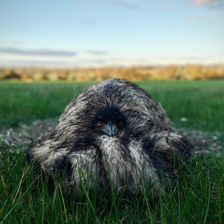 Mr Horgan said he stopped his car to take a photo when he saw the emu sitting in the paddock. Picture: Benjamin Horgan @bnjmnbyrn