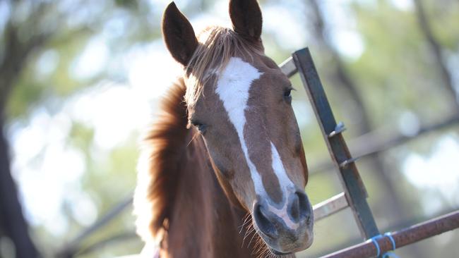 The rider has been taken to Gold Coast University Hospital after the incident at Maudsland. File image.