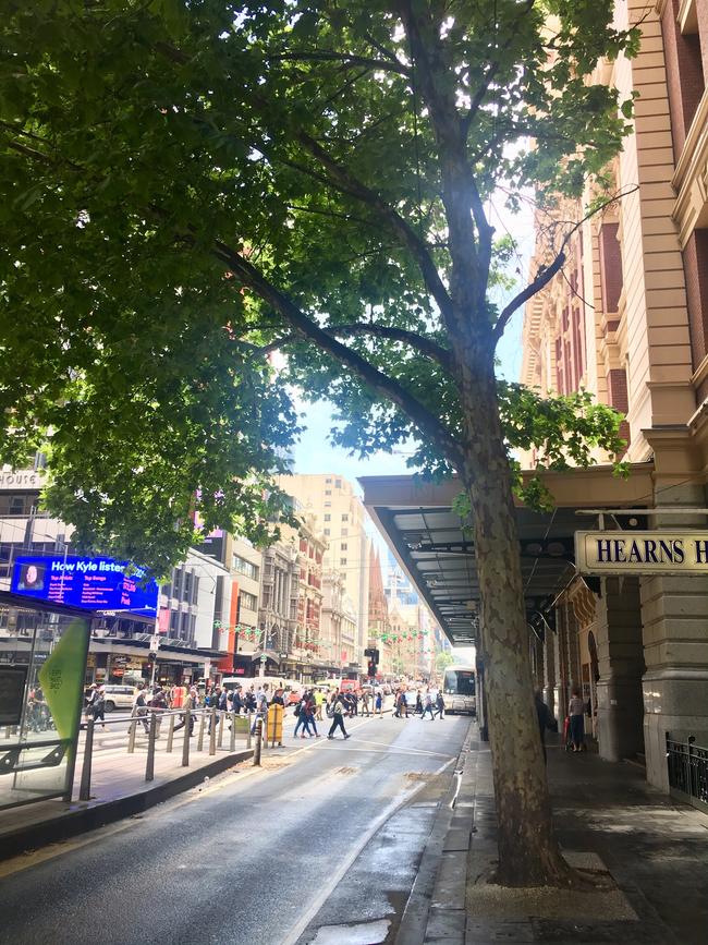 The plane trees are resilient on Melbourne’s crowded and busy streets. 