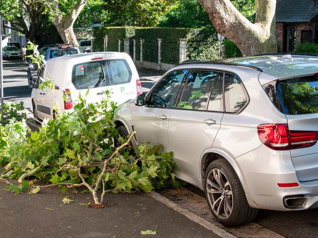 Tree branches have fallen down in the eastern suburbs from Sunday’s weather event. Picture: Thomas Lisson