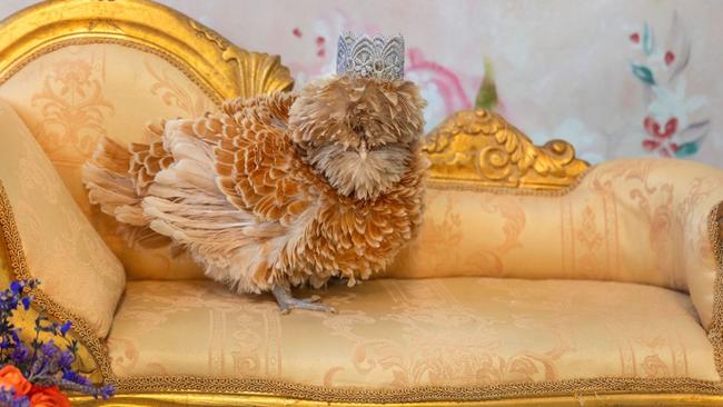 Australia’s Top Chicken at the Moorland Cottage cafe. Pictures: Shannon Smith