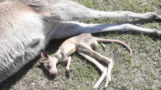 A picture of the aftermath at Worongary. A dead baby joey lays next to its mother. 11 September 2022. Picture: Richard Gosling