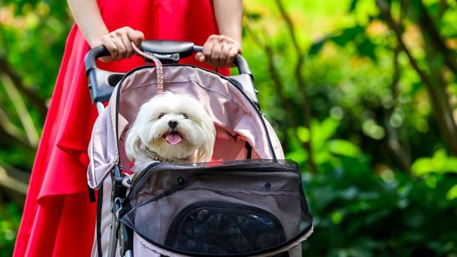 Gratuitous second pic of cuteness in a pram. Image: iStock