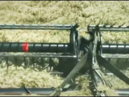 Harvesting a bin-busting wheat crop