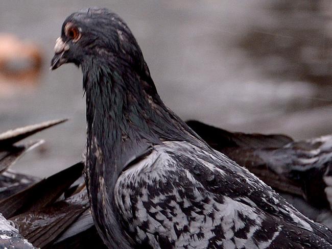 1/8/15. Wet weather in Adelaide - Pigeons in Victoria Square Pic Keryn Stevens