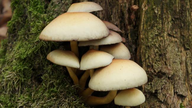 A magic mushroom-loving pervert followed a woman down the street, driving his car with one hand while playing with himself with the other.