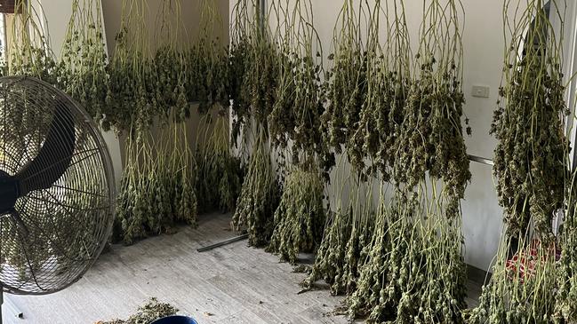 Police have allegedly seized 25 plants and more than 36kg of drying leaf in a cannabis "grow house" at Anna Bay.