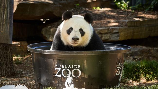 Male Panda Wang Wang enjoys a bath at Adelaide Zoo. Picture: Matt Loxton