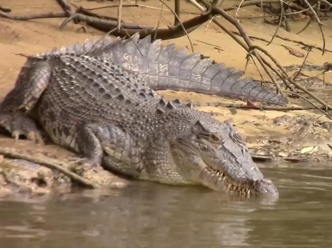 Lizzie the saltwater crocodile took two hours to consume a file snake before she washed it down with a drink on the Daintree River this week. Picture: Still from a video/Solar Whisper Daintree River Crocodile and Wildlife Cruises/Facebook
