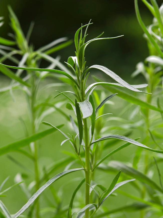 French tarragon