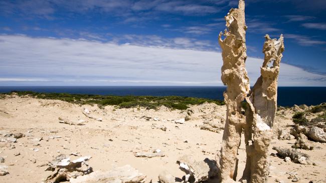 Remnants of a calcified forest near the southern end of remote King Island. Picture: Istock