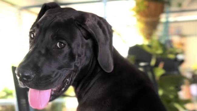 Great dane, Duke, was crowned as Charleville's cutest dog in 2024.